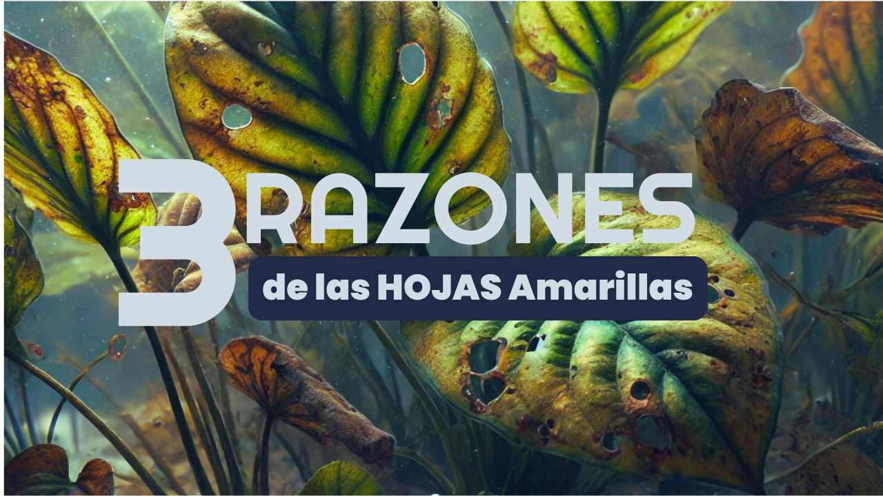 3 razones por las cuales las hojas quedan amarillas